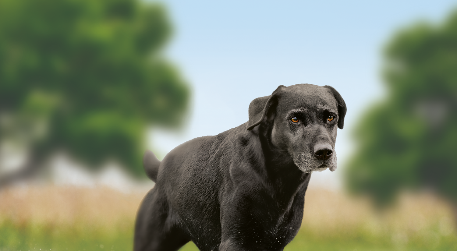 Dry dog food for senior dogs of large breeds